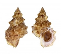 Bursa fosteri con opérculo +4,6 cm.