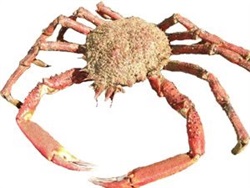 Cangrejo micippe sp. 13-15 cm.