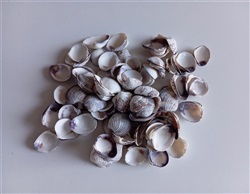 Chione cancellata, 500 gr.