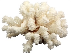 Coral de mar pocillopora +/-12 cm.