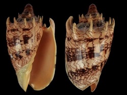 Cymbiola imperialis +17 cm.