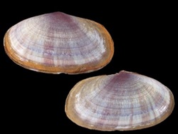 Gari depressa +3,9 cm.