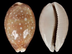 Lyncina vitellus +/-5 cm.