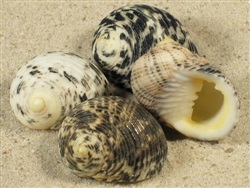 Nerita undata +2,3 cm.