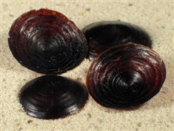Opérculo de angaria delphinus +1,8 cm.