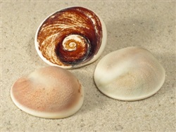 Opérculo de turbo imperialis +5 cm.