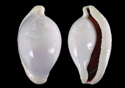 Ovula ovum 7-8