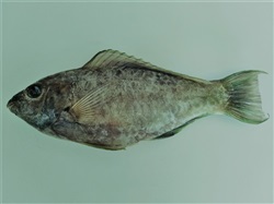Pez loro perciforme scarus sp. disecado 18-20 cm.